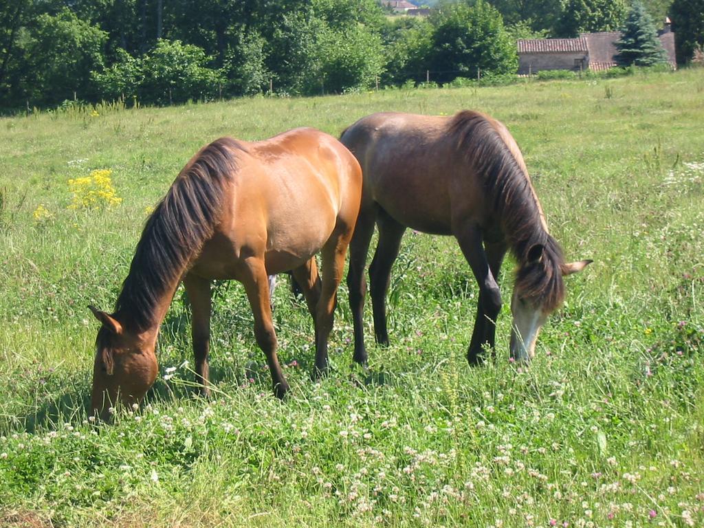 La Rolandie Haute Limeuil Экстерьер фото